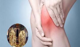 Uống rượu đinh lăng có tốt cho xương khớp không