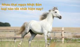 Nhau thai ngựa Nhật Bản loại nào tốt nhất hiện nay?