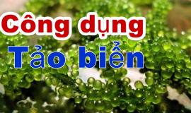 [Góc Nhìn Chuyên Gia] Uống Tảo Có Tốt Cho Gan Không?